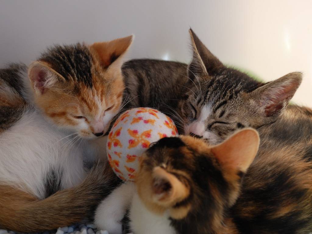 子猫カフェの店内写真