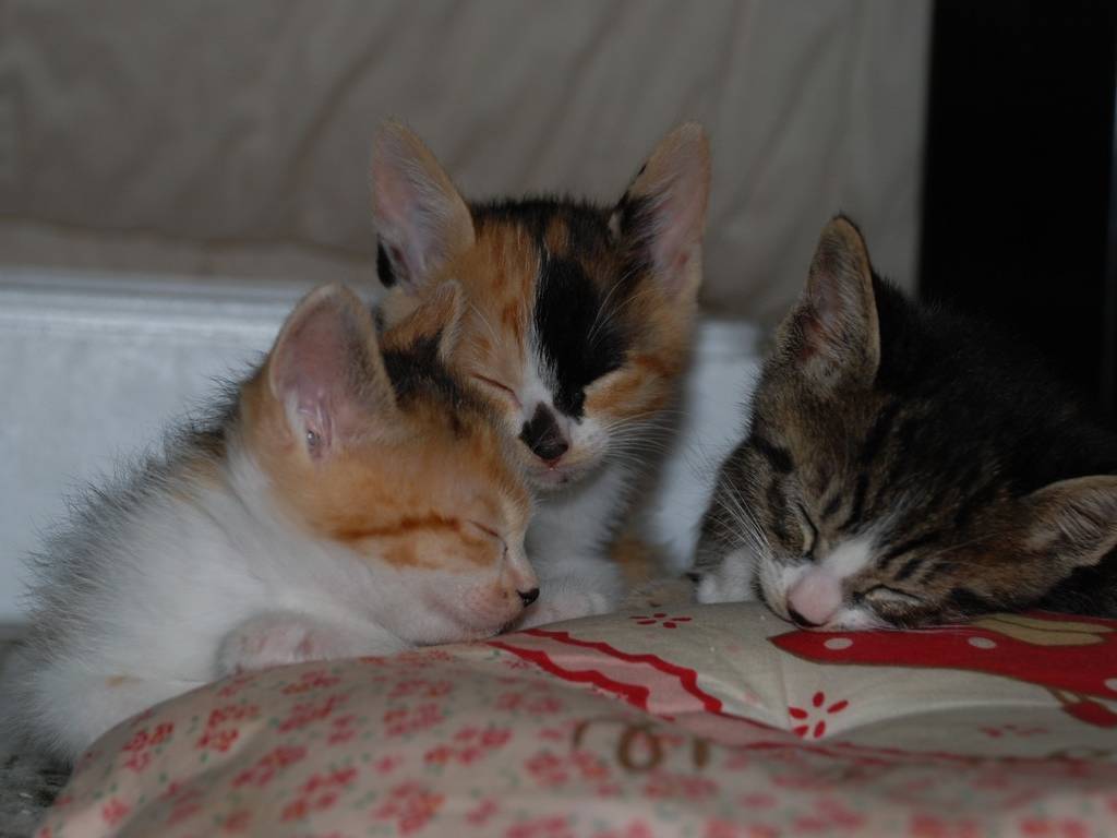 子猫カフェの店内写真